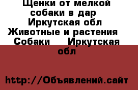 Щенки от мелкой собаки в дар - Иркутская обл. Животные и растения » Собаки   . Иркутская обл.